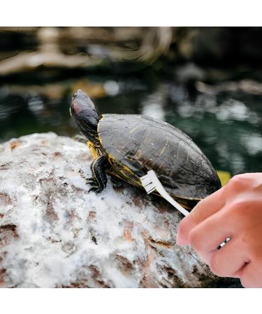 MEISO 2Pcs Turtle Brush Turtle Shell Cleaning Brush with Three Suction Cup Adsorbed on The Side Wall of The Aquatic Turtle Tank Tortoise Accessories Turtle Supplies with Small Brush - Buy Online on GoSupps.com