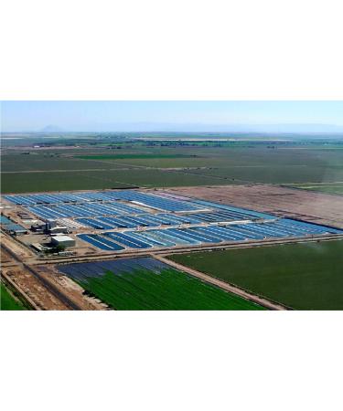 PINK SUN Organic Spirulina Powder 1kg (500g x 2) - Gluten Free, Non GMO, Certified Organic for Vegetarians/Vegans - Soil Association Approved, Bulk Size - Buy Online on GoSupps.com