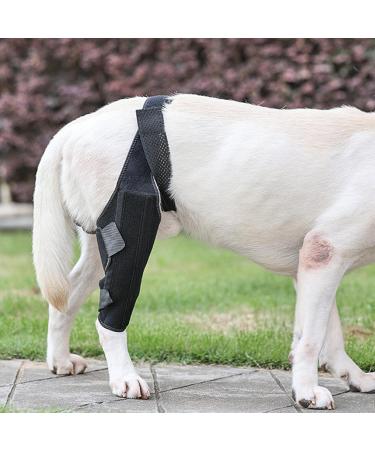 Pet Leg Injury Brace - Dog Knee Support Dog Leg Protector | Rear Legs Hock Brace Back Leg Hip Support with Metal Strip High Elasticity Leg Stabilizer Dog Leg Recovery Brace for hindd Leg Injuries - Buy Online on GoSupps.com