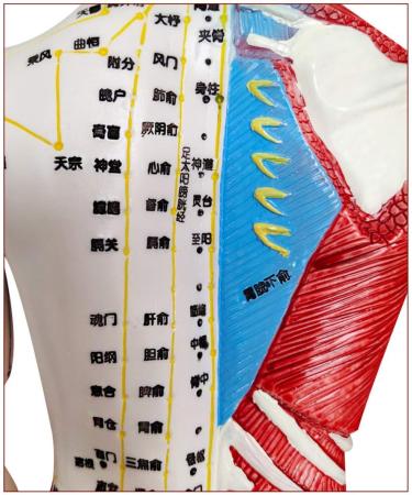 60 cm Acupuncture Acupuncture Body Acupuncture Point Model semi-Muscular Point Model with Light Lettering and Skeletal Viscera Pattern - Buy Online on GoSupps.com