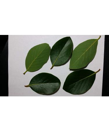 Premium Fresh Cut Bay Leaves - Aromatic Laurel Leaf for Cooking and Seasoning - Buy Online on GoSupps.com