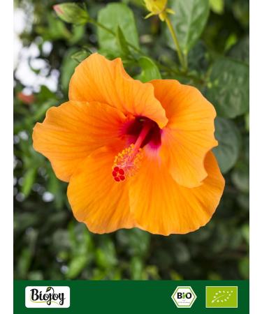 Buy Biojoy ORGANIC Dried Hibiscus Flowers (500g) | Premium Hibiscus Tea - International Shipping Available - Buy Online on GoSupps.com