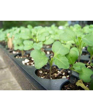 Organic Broccoli Seeds for Sprouting 1lb - Non-GMO Verified, Vegan & Kosher. High in Sulforaphane, Vitamin C & A. Perfect for Sprouts & Microgreens. High Germination - Buy Online on GoSupps.com