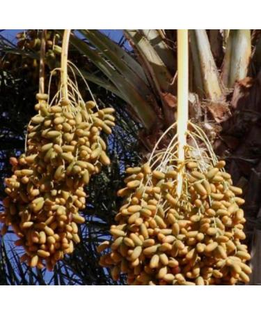 Desert Date Seed Oil Organic Cold Pressed Unrefined Natural 2 Fl Oz - Buy Online on GoSupps.com