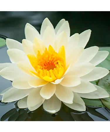 Nautica Blue For Men Edt Spray 3.4 Oz (Pack of 2) Eau de Toillete 3.4 Ounce (Pack of 2) - Buy Online on GoSupps.com