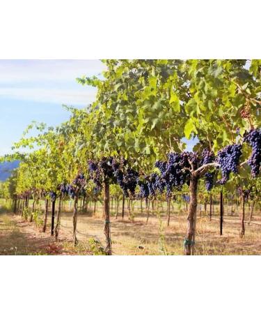 Liquid VitaRes Resveratrol Drops Skincare - Super Concentrated Natural Superior Bioavailability - Grape Skin Grape Seed Resveratrol (1 Fl Oz 99% Strength) 1 Fl Oz 99% Strength - Buy Online on GoSupps.com