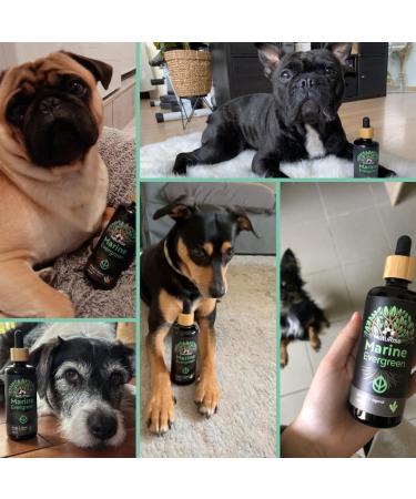 NatuRise Omega 3 Vegan Domestic animals Chiens chats chevaux 100 % algues oil 100 % algues go t 1822 mg DHA & EPA 100 ml Tested in laboratory Forms of triglyc rides  - Buy Online on GoSupps.com