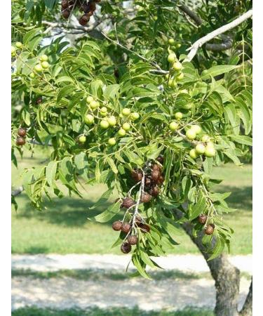 Organic Washing Nuts: Biodegradable Laundry Detergent - Ecological Laundry Detergent - Organic Laundry Detergent - Natural Detergent 1Kg Organic Cotton Bag with a - Buy Online on GoSupps.com