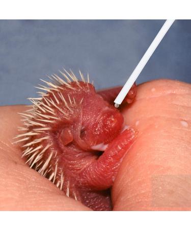 Buy 3-Piece Baby Bird Hand Feeder Spray - Parrot & Young Birds Feeding Accessories - Random Color - Buy Online on GoSupps.com