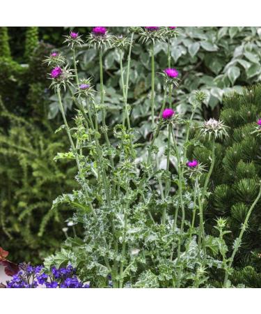 Outsidepride Milk Thistle: Mediterranean Ornamental Herb Plant - 200 Seeds - Buy Online on GoSupps.com