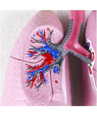 Mouth Nose Throat Pharynx Education Human Body ENT Model Study Model Pathology Nose Throat Model Enlarge The ical Model A+c - Buy Online on GoSupps.com