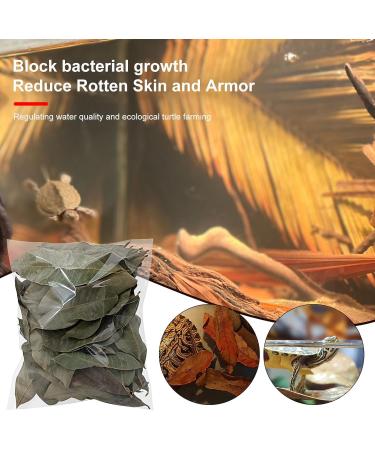 240 Pieces Catappa Leaves - Fish Tank Longan Leaves - Almond Leaves for Betta Fish Tank Water Treatments | Leaves Induce Breeding and Boost Immunity PH Down Aquarium Water Conditioner - Buy Online on GoSupps.com