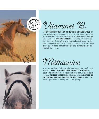 Horse Biotin Zinc Liquid 1000 ML - Skin Hair and Hoof Care for Horses - Biotin Zinc and MSM Liquid for a Healthy Coat - Coat and Hoof Care for Horses - Buy Online on GoSupps.com