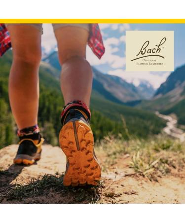 Bach Original Flower Remedies, Wild Oat (Non-Alcohol Formula) - Decide Your Path - Natural Homeopathic Flower Essence for Emotional Balance - Vegan, Gluten Free, Sugar Free - 10mL Dropper - Buy Online on GoSupps.com