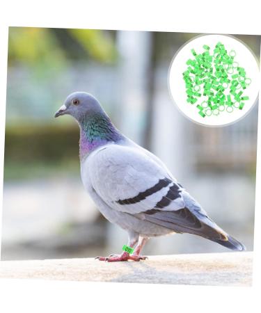 BESPORTBLE 200 Pcs Pigeon Anklet Chicken Thighs Pet Where Plastic Tags Pigeons Ring Bands The Bird Baby Digital 1.3X1.3CMx2pcs Greenx2pcs - Buy Online on GoSupps.com