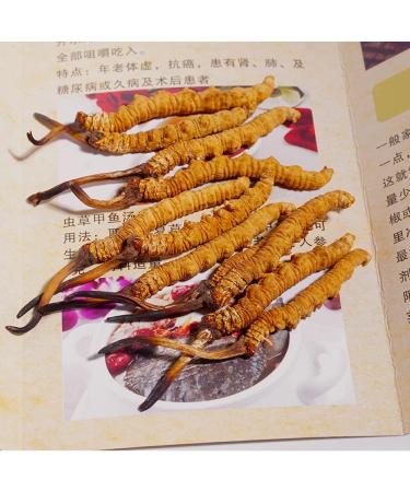 Cordyceps Sinensis 100% Wild Cordyceps Whole Himalyan Cordyceps Sinensis Mushroom 100% Dong Chong Xia Cao Chinese Caterpillar Fungus winterworm Summerherb (5g) 1 count (Pack of 1) - Buy Online on GoSupps.com