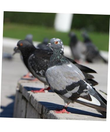 Beavorty 300 pcs Supplies Portable for Identification Clip White Leg Bird Parakeets Band Bands Pigeon Black 1.3X1.3CMx3pcs Blackx3pcs - Buy Online on GoSupps.com