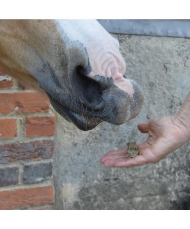 SPILLERS Meadow Herb Horse Treats 1kg - Delicious Treat to Reward Horses and Ponies - Fresh Herbal Flavoured Horse Treats 1 kg (Pack of 1) - Buy Online on GoSupps.com