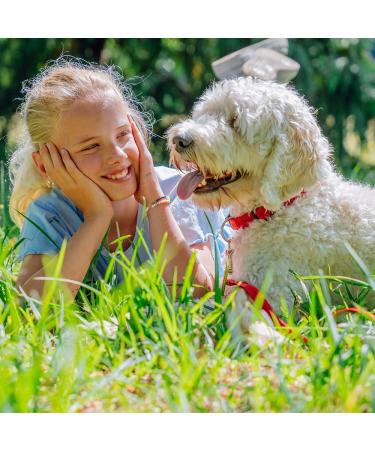 Nobby Soft Grip Collar for Dogs - Beige/Chocolate 50-65 cm 25 mm Wide - Durable & Comfortable - Buy Online on GoSupps.com