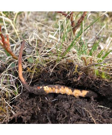 3 Grams Wild Himalayan Cordyceps Sinensis Chinese Caterpillar Fungus Dong Chong Xia Cao Cordyceps Sinensis Wild Cordyceps. - Buy Online on GoSupps.com