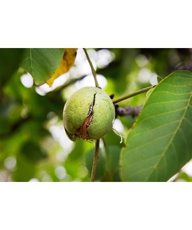 Premium California Walnut Pieces 4 lbs - Non-GMO, Raw, Unsalted, Vegan | Bulk Keto Snack with Protein & Iron - Perfect for Salads, Desserts, Ice Cream - Made in USA - Buy Online on GoSupps.com