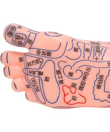 Acupuncture Point Model for Human Feet | Reflex Zone Massage Learning Tool | Durable PVC | Ideal for Hospitals & Education - Buy Online on GoSupps.com