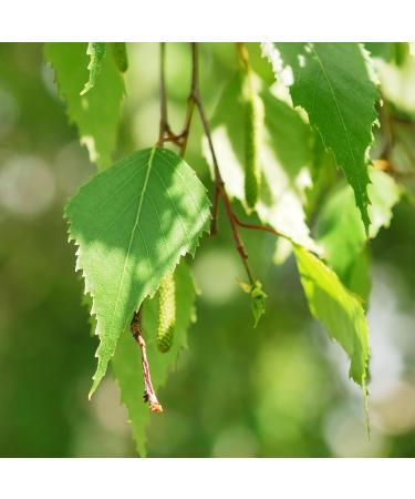 Alpi Investment OOD Birch leaf tea 250g from Alpi Nature loose birch tea birch leaves dried and cut for preparing birch tea birch leaf tea and herbal tea - Buy Online on GoSupps.com