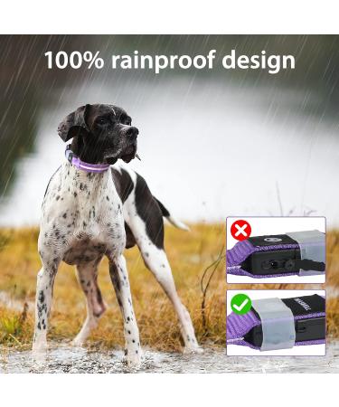 Buy Masbrill LED Dog Collar - Waterproof Luminous Safety Collar with 3 Flashing Lights for Small to Large Dogs (Purple 48-60cm) | International Shipping Available - Buy Online on GoSupps.com