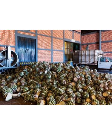 Elegant and stylized glass bottle with salt worm for mezcal from Mexico - Buy Online on GoSupps.com