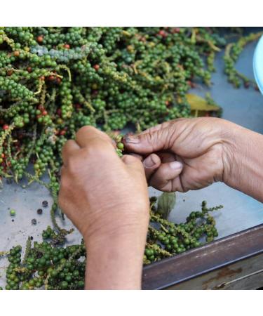 Organic & PGI Kampot White Peppercorns - 100g - La Brigade des pices - PREMIUM - Whole grains - Packaged in France - Buy Online on GoSupps.com