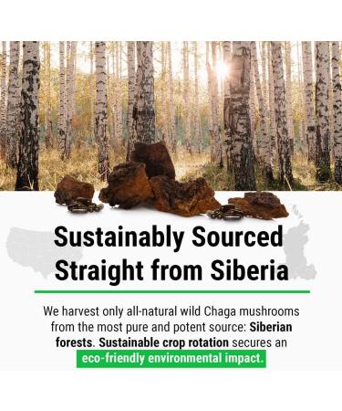 Sayan Siberian Chaga Mushroom Extract Capsules - 90 Wild Harvested 420mg Vegan Supplement for Immune Defense, Better Sleep, Stomach Health & Detox - Buy Online on GoSupps.com