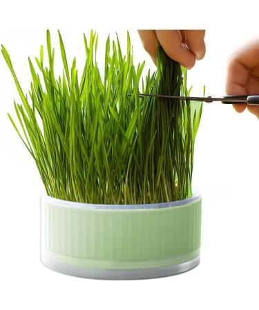 Anulely Cat Grass Plant Container - Earth-Free Sprouter Tray for Indoor Cats & Pets | Stylish Green Home Decor - Buy Online on GoSupps.com