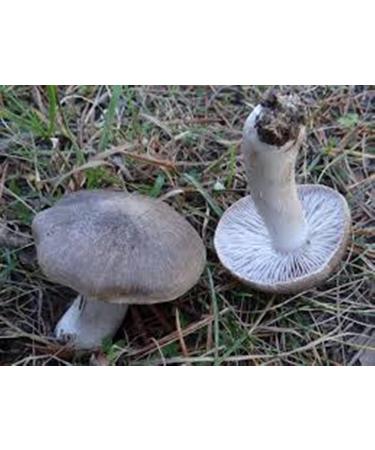 Gray Knight of The Mushroom Tricholoma Terreum Micelio prodenie semi -Dried (10g) - Buy Online on GoSupps.com
