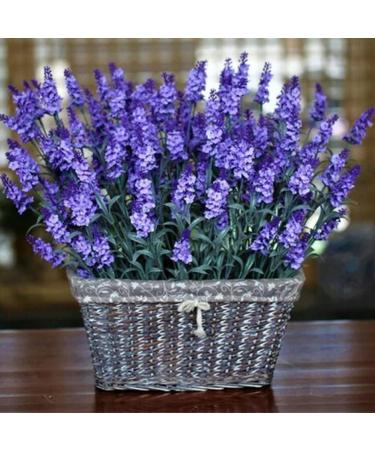Lavender Seeds 1000 pcs large bag Natural Lavender Seedlings for Landscaping NonGMO Lavender 1size - Buy Online on GoSupps.com