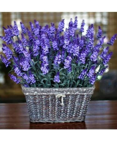 Lavender Seeds 1000 pcs large bag Natural Lavender Seedlings for Landscaping NonGMO Lavender 1size