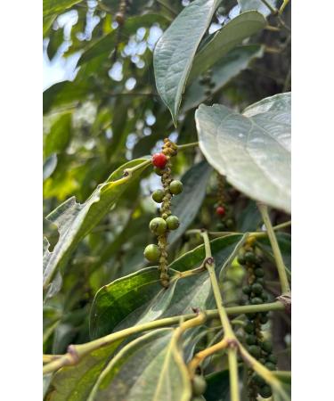 Aries Farm Premium Black Kampot Pepper 100g Certified - Buy Online on GoSupps.com