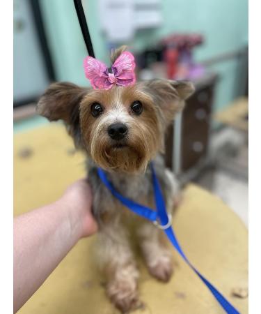 48PCS Multi-colored Dog Bows Hair Clips - Pet Grooming Accessories for Puppy, Rabbit, Cat, and Yorkshire - Buy Online on GoSupps.com