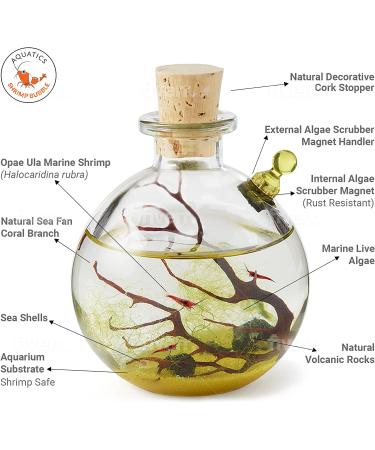 Shrimp Bubble Self-Sustaining Ecosystem in Amber - Eco-Friendly Home Decor - Buy Online on GoSupps.com