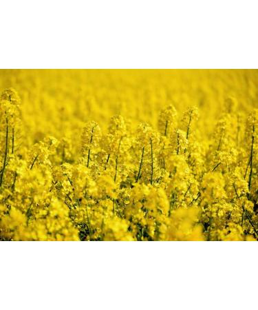 Buy Rohstoffpost 5 kg Rapeseed for Heat Pads | Natural Heat Therapy Pillow - International Shipping Available - Buy Online on GoSupps.com