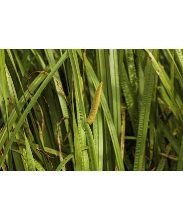 Calamus Rhizome Tea | Acorus Calamus | Acore Odorant Rhizome Health Embassy (50g) - Buy Online on GoSupps.com