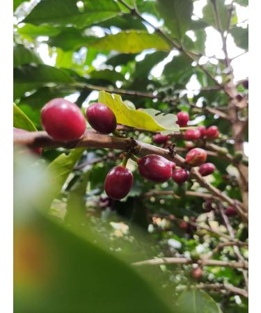  Classic Caffee India Monsooned Malabar AA - 1000g - Whole Bean - Buy Online on GoSupps.com