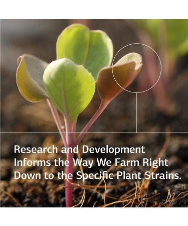 Standard Process Cal-Amo - pH and Lung Support Supplement - 90 Tablets - Buy Online on GoSupps.com