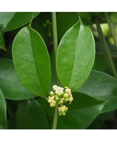 Earthborn Elements Gymnema Sylvestre 200 Capsules Pure & Undiluted No Additives 200 Count (Pack of 1) - Buy Online on GoSupps.com