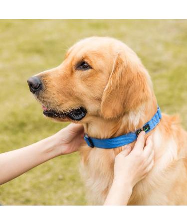 Dazzber Martingale Neck Band for Medium Dogs - Royal Blue No Pull No Escape Ideal for Training & Walking (Size M: 35.6-53.3 cm) - Buy Online on GoSupps.com