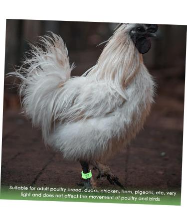 Beavorty 200 pcs Racing Digital Indoor Bands Identification Clip- Plastic Band Chick Pigeon Bird Leg 1X1X0.8CMx2pcs Greenx2pcs - Buy Online on GoSupps.com