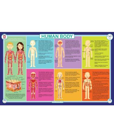 Tot Talk Human Body Educational Placemat for Kids  Washable and Long-Lasting  Double-Sided  Made in The USA