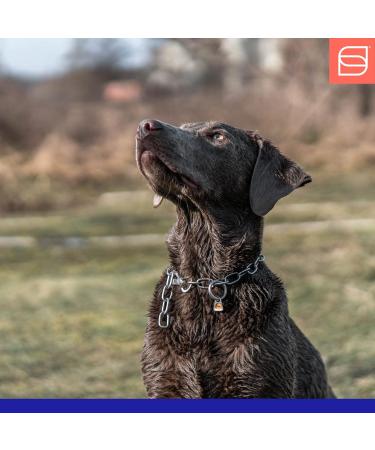 Sprenger Dog Hall Chain with Sprinkler Hook - 3mm Stainless Steel Adjustable Necklace 45cm Silver - Buy Online on GoSupps.com
