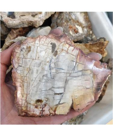 200G Irregular Natural Rough Woodstone Slices Wood Fossil Slab Vintage Coasters Raw Xylopal Stone Cottage Decor (Size : 300 350g) - Buy Online on GoSupps.com