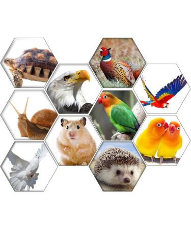 Bestomrogh Premium Sepia Bowls for Turtles & Reptiles - 4 Pieces 15-20cm - Ideal for Birds Snails & Beard Seeds - Mineral Package Included - Buy Online on GoSupps.com