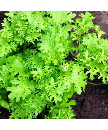 Mustard tendergreen Seeds - 100+ Premium Quality Seeds - Buy Online on GoSupps.com
